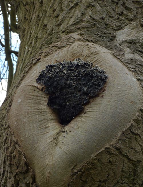 Growing upon exposed bark on an old-standing pruning wound on ash in Bedford, Bedfordshire